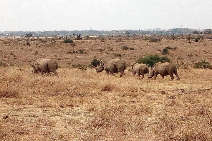 Maasai Mara & Lake Nakuru Nationalpark Tour
