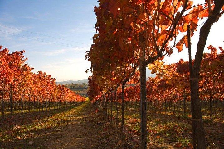 Montefalco: tour della cantina e del frantoio con pranzo leggero