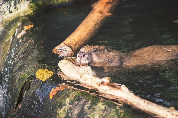 Beaver ser på