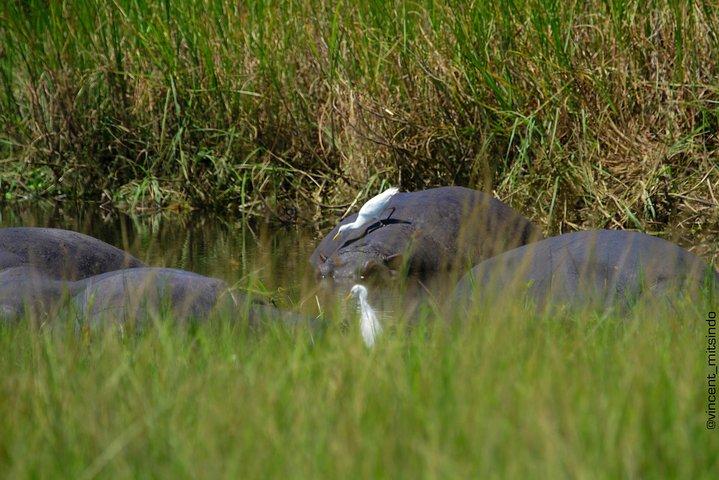 2 Dias Akagera Wildlife Safari (colhe e solte)