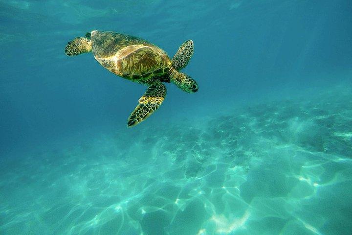 Caretta-Caretta skildpadde-tur