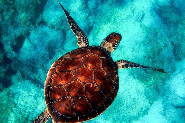 Caretta-Caretta Turtle Trip