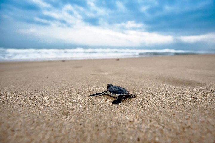 Caretta-Caretta Turtle Trip