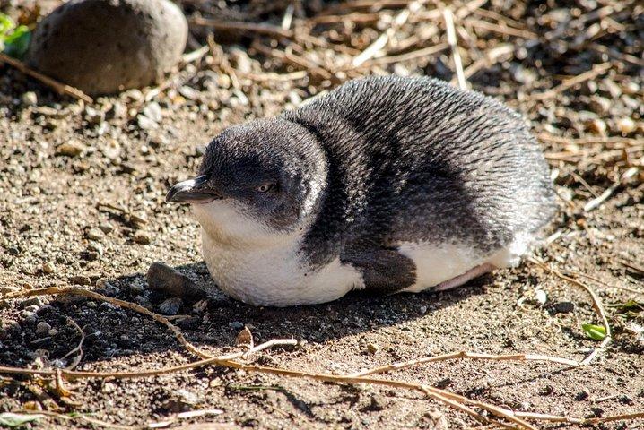 Excursión de un día al desfile de pingüinos de Phillip Island con koalas desde Melbourne