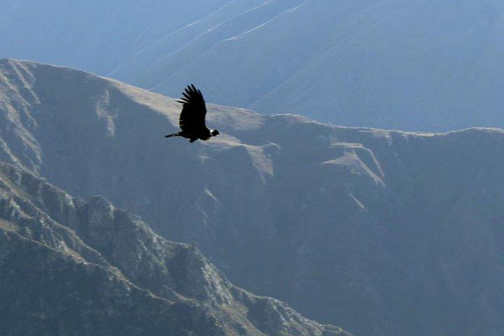 Apurimac Canyon with Condor Viewing from Cusco