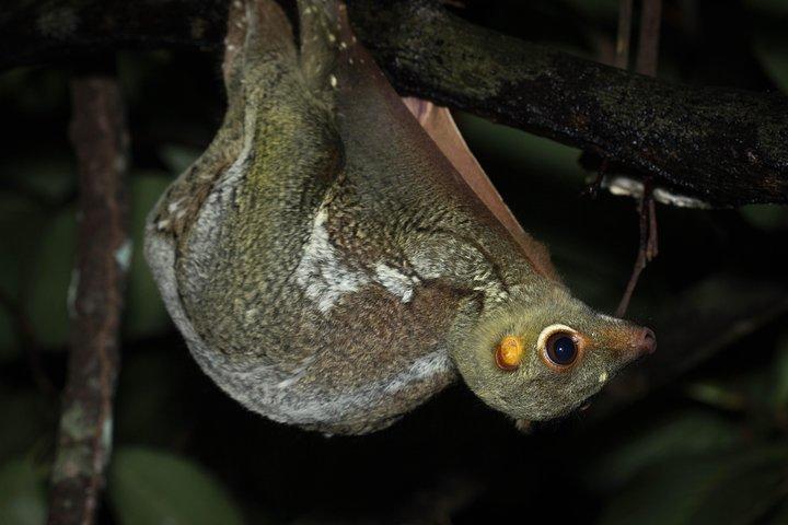Erkunden Sie nachts einen Regenwald voller wildlebender Tiere!
