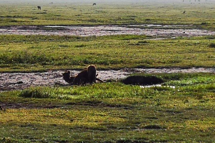 4 dagen Budgeted Safari Serengeti