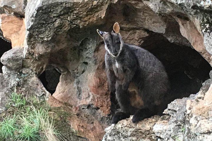 グレーター・ブルー・マウンテンズの世界遺産 - 一晩のプライベートワイルドライフサファリ