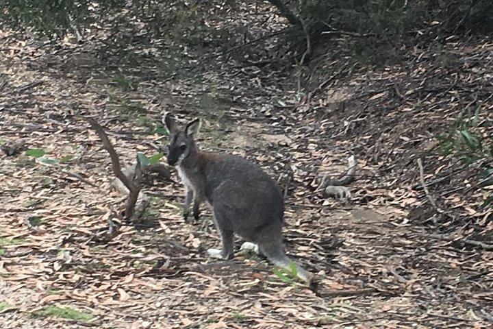 グレーター・ブルー・マウンテンズの内部世界遺産 - 野生動物サファリ一晩