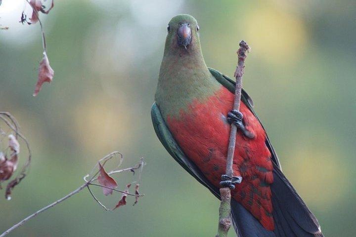 グレーター・ブルー・マウンテンズの内部世界遺産 - 野生動物サファリ一晩