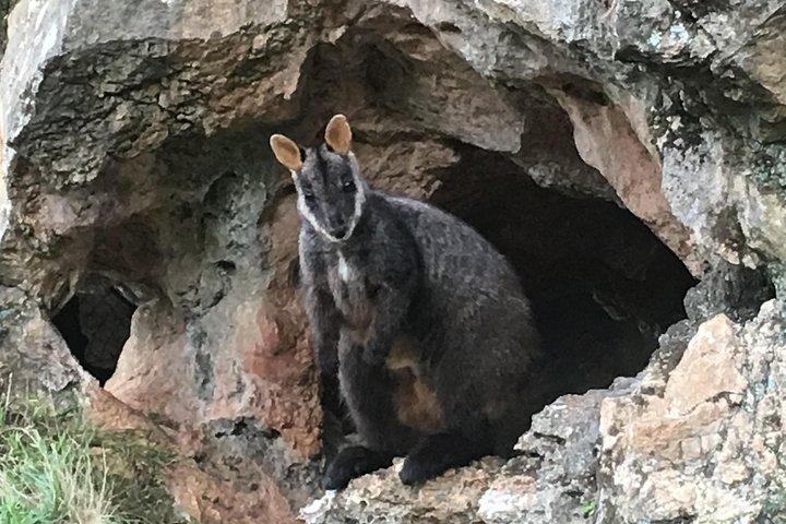 グレーター・ブルー・マウンテンズの内部世界遺産 - 野生動物サファリ一晩