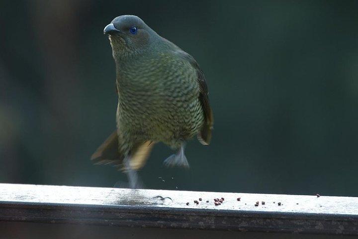 グレーター・ブルー・マウンテンズの内部世界遺産 - 野生動物サファリ一晩