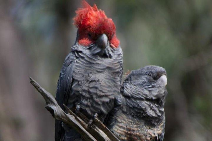 グレーター・ブルー・マウンテンズの内部世界遺産 - 野生動物サファリ一晩