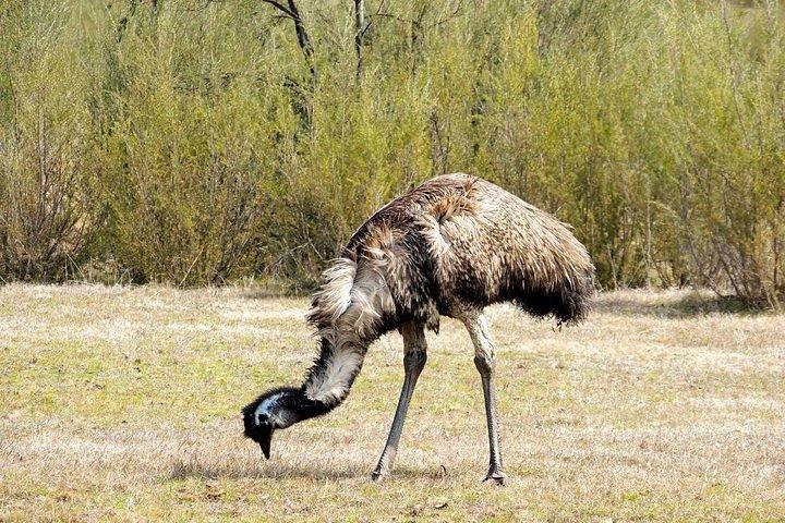 グレーター・ブルー・マウンテンズの内部世界遺産 - 野生動物サファリ一晩
