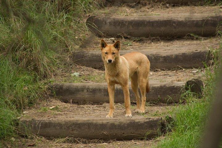 グレーター・ブルー・マウンテンズの内部世界遺産 - 野生動物サファリ一晩