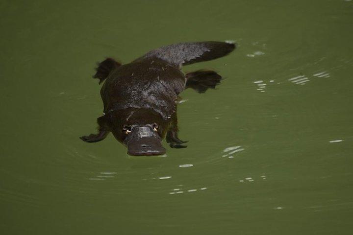グレーター・ブルー・マウンテンズの内部世界遺産 - 野生動物サファリ一晩