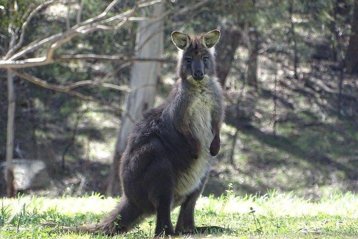グレーター・ブルー・マウンテンズの内部世界遺産 - 野生動物サファリ一晩