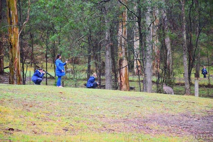 グレーター・ブルー・マウンテンズの内部世界遺産 - 野生動物サファリ一晩