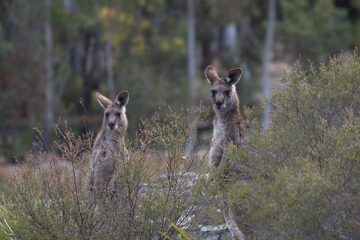 グレーター・ブルー・マウンテンズの内部世界遺産 - 野生動物サファリ一晩