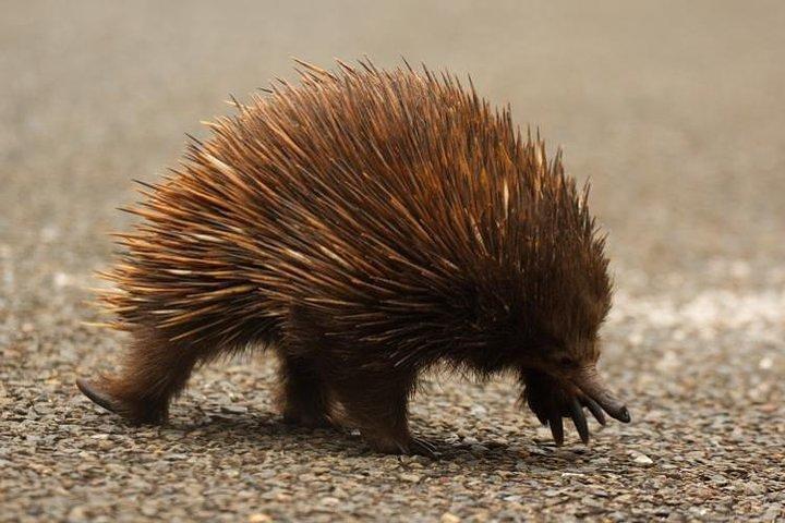グレーター・ブルー・マウンテンズの内部世界遺産 - 野生動物サファリ一晩