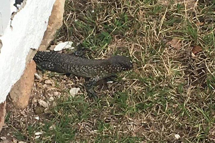 グレーター・ブルー・マウンテンズの内部世界遺産 - 野生動物サファリ一晩