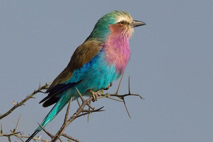 Safari de 5 días al lago Manyara, Serengeti y cráter Ngorongoro