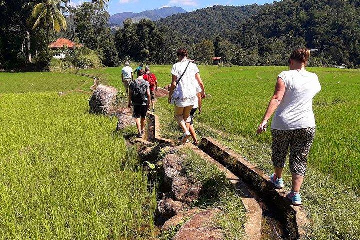 6-Day Authentic Experiences in Sri Lanka