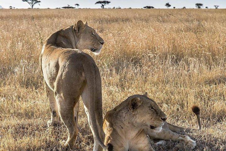5 dage Safari til Lake Manyara, Serengeti og Ngorongoro krateret