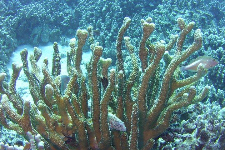 Tour della Barca a Scogliera con Fondo di Vetro