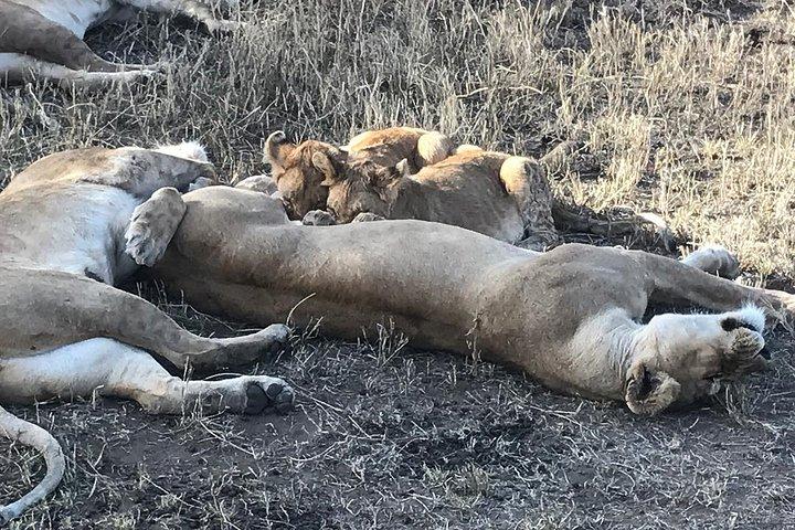5 dage Safari til Lake Manyara, Serengeti og Ngorongoro krateret