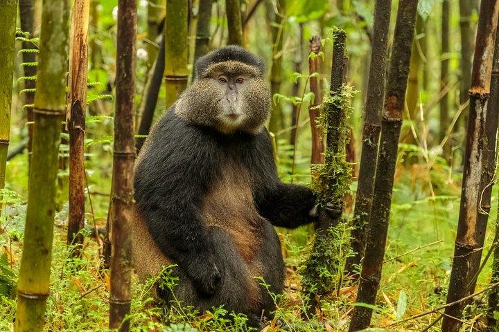 1 dag Rwanda Golden Monkey Trekking ekspedition