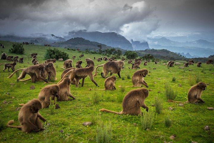 Wandelen naar het Simien-gebergte