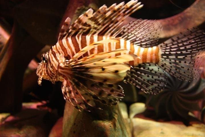 Atlantis Lost-Chamber Aquarium Dubai