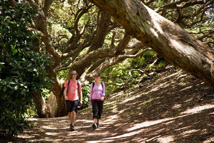 Private Auckland West Coast & Rainforest Tagestour.