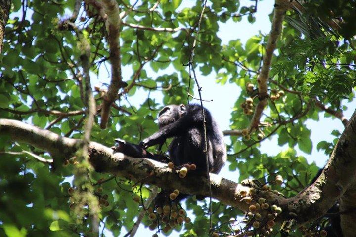 8 dages Gorilla Trek, Wildlife Safari og Chimpanse tilvænningsoplevelse