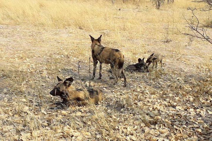 3 Days Central Kalahari Game Reserve, Botswana
