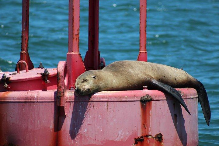 サンディエゴのスカイラインを昼間セーリング