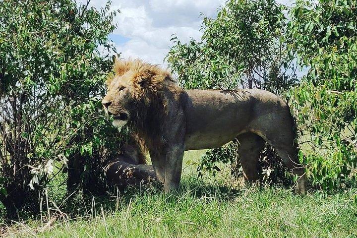 Excursion d'une journée au parc national d'Amboseli