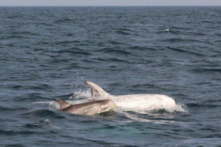 ラゴス島：イルカウォッチングツアー＋海洋生物学者ガイド