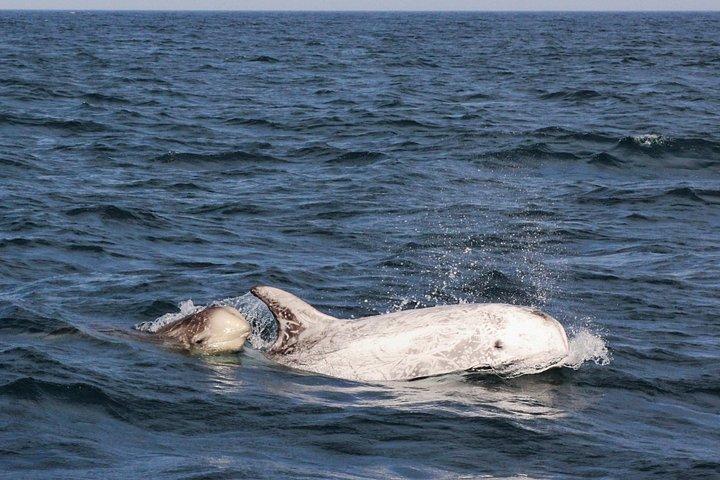 ラゴス島：イルカウォッチングツアー＋海洋生物学者ガイド