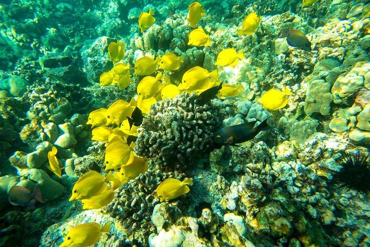 Isla Grande: Capitán Cook Snorkel en un catamarán con almuerzo