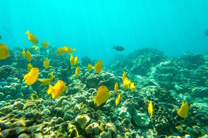 Isla Grande: Capitán Cook Snorkel en un catamarán con almuerzo