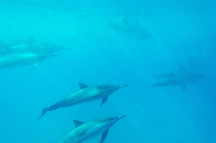 Big Island: Capitan Cook fa snorkeling su un catamarano a motore con pranzo