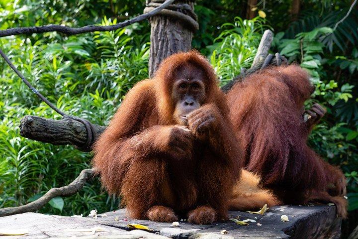 Morgenmad i Zoo (med morgenmad)