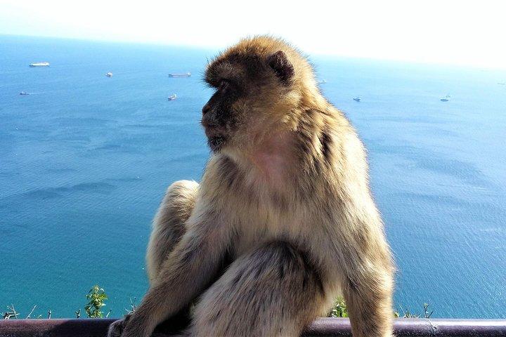 Gibraltar Privattour ab Marbella oder Malaga