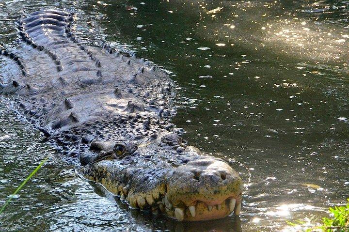Wildlife Tour in Chennai mit Guide und Privatwagen