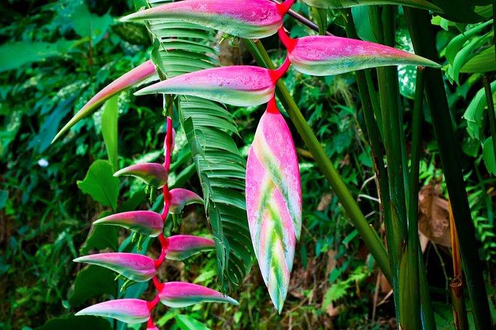 1st Waterfall, Road to Hana, Chocolate Tour, Historical, Jungle