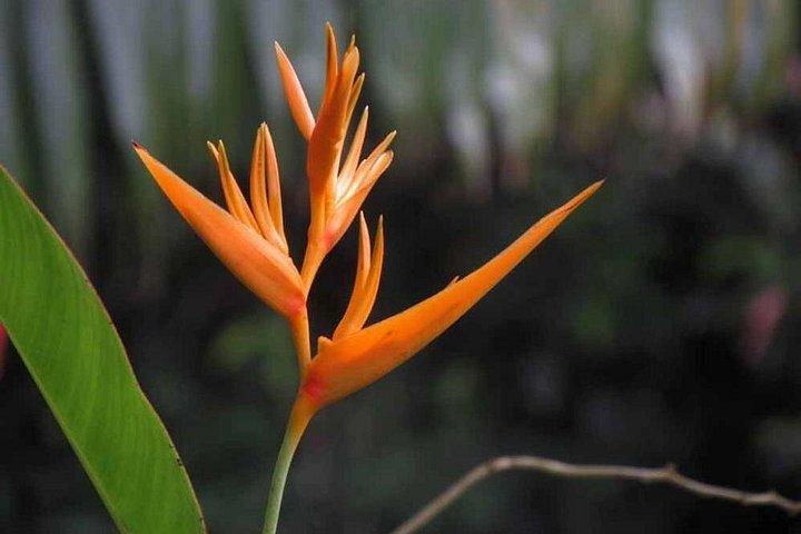 1st Waterfall, Road to Hana, Chocolate Tour, Historical, Jungle