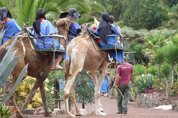 Excursion à dos de chameau au ranch El Tanque à Tenerife