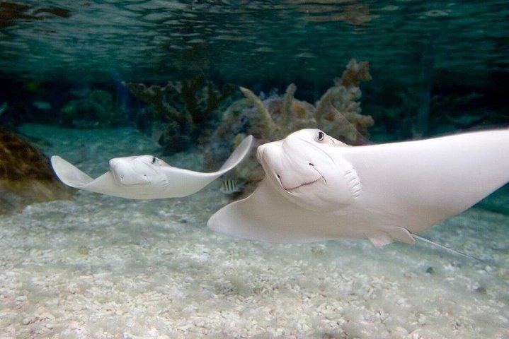 SEA LIFE Aquarium Grapevine adgangsbillet